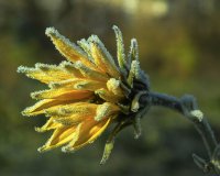 &quot;Rudens šviesa&quot; Birutė Simanavičienė